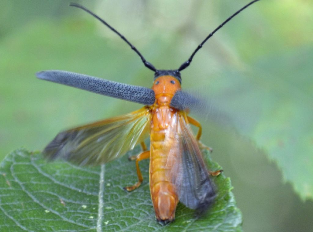 Oberea oculata?